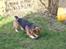 Welsh corgi pembroke Gaucho