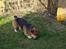 Welsh corgi pembroke Gaucho
