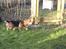 Welsh corgi pembroke Gaucho