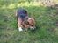 Welsh corgi pembroke Gaucho