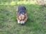 Welsh corgi pembroke Gaucho