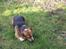 Welsh corgi pembroke Gaucho