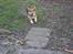 Welsh corgi pembroke Gaucho