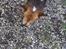 Welsh corgi pembroke Gaucho