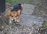 Welsh corgi pembroke Gaucho