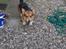 Welsh corgi pembroke Gaucho
