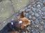 Welsh corgi pembroke Gaucho