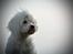 Malteser Fie R.I.P 26. Januar 2015