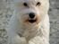 Malteser Fie R.I.P 26. Januar 2015
