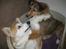 Welsh corgi pembroke Hashfan Cille (Himmelhund)