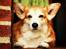 Welsh corgi pembroke Hashfan Cille (Himmelhund) - Smukkeste pige.