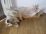 Welsh corgi pembroke Hashfan Cille (Himmelhund)