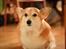 Welsh corgi pembroke Hashfan Cille (Himmelhund)