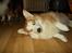Welsh corgi pembroke Hashfan Cille (Himmelhund)