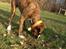 Boxer Tyson