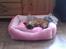 Shih tzu Fonvig's Phoebe - zZzZz
