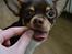 Chihuahua Mighty Draco