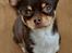 Chihuahua Mighty Draco