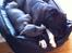 Staffordshire bull terrier Herman