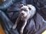 Staffordshire bull terrier Herman