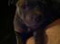 Staffordshire bull terrier Herman