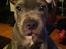Staffordshire bull terrier Herman