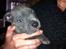 Staffordshire bull terrier Herman