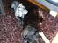 Staffordshire bull terrier Herman