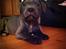 Staffordshire bull terrier Herman