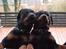 Rottweiler Fury vom hause Desteny (coco) - Hun er godt nok dejlig