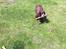 Field Trial Cockerspaniel Smut R.I.P. <3