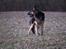 Schæferhund Pascha