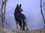 Schæferhund Pascha