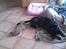 Shih tzu Fonvig's Phoebe - Leger lige med Lucas hale