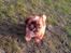 Shih tzu Fonvig's Phoebe - Se mor, jeg fandt en pind! :D