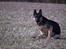 Schæferhund Pascha - "Sagde du noget?", "hørte du også den lyd?"