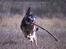 Schæferhund Pascha - Hvad en pind ikke er skyld i af morskab.. 