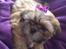 Shih tzu Fonvig's Phoebe