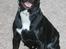 Blanding af racer Trixi (tidl hund)