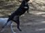 Blanding af racer Trixi (tidl hund)
