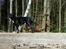 Blanding af racer Trixi (tidl hund)