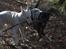 Blanding af racer Trixi (tidl hund)
