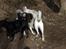 Blanding af racer Trixi (tidl hund)