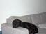 Blanding af racer Trixi (tidl hund)