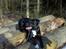 Blanding af racer Trixi (tidl hund)