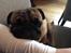 Mops Pelle
