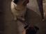 Mops Pelle