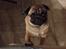 Mops Pelle