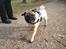 Mops Pelle