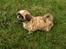 Shih tzu Fonvig's Phoebe